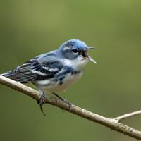 A Cerulean Warbler, beak open and singing, while perched on slender branch