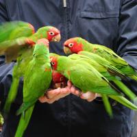 Cinco cotorros cabeza roja comiendo de las manos de un humano