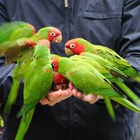 A small flock of Cherry-headed Conures eating birdseed from the cupped hands of a person wearing a dark blue jacket. 