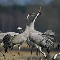 Grey-feathered Common Cranes standing in a field - some have their black and white heads raised and their beaks open.