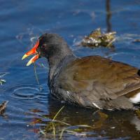 A dark-colored waterbird with a bright orange beak paddles about shallow water
