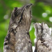 A bird with large beak and mottled brown and gray plumage sits near tree trunk with its fluffy chick beside it; both have their beaks pointed to the sky.