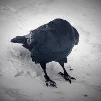 Common Raven in snow