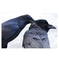 Raven couple allopreening in the snow