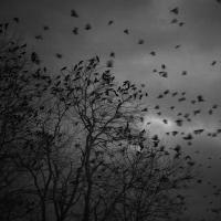 American Crow (Corvus brachyrhynchos) | BirdNote