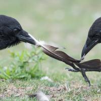 Dos cuervos jugando con una pluma