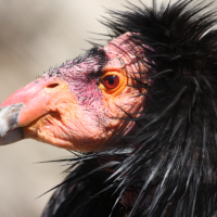 Close-up of a California Condor's face
