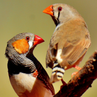 A male and female Zebra Finch stand facing each other on a branch