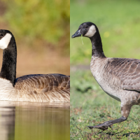 A Canda Goose on the left, a Cackling Goose on the right
