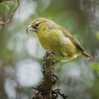 A kiwikiu perched on a high branch. The bird is olive green with a hooked, parrot-like bill.