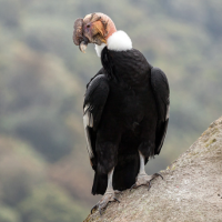 An Andean Condor perched on a cliffside. His body is black with a white collar and pink face.