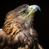 A close-up view of a Golden Eagle against a dark background.