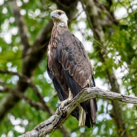 A Madagascar Fish-Eagle perched in the trees. The slender raptor has a brown body and pale face.