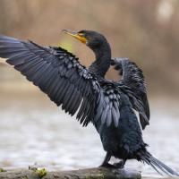 A Double-crested Cormorant, its wings outstretched, and standing on a log in water.
