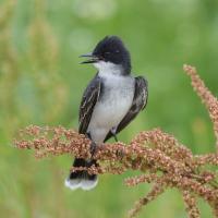 Eastern Kingbird facing forward looking to its right while perched on flowering grass 