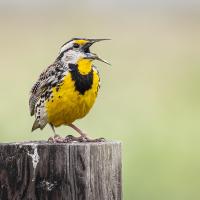 Eastern Meadowlark perched on a fence post, and singing.