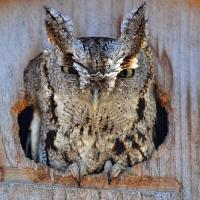 Eastern Screech Owl peering out of a wooden nest box