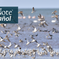 A flock of Wilson's Phalaropes fly over the coast line, "BirdNote en español" appears in the top left corner of the image. 