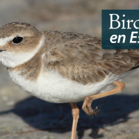 A female Wilson's Plover stands in sunlight, one leg tucked up beneath her. "BirdNote en Español" appears in the top right corner