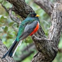 Male Elegant Trogon showing green back, grey wings, bright red breast and dark head.