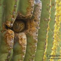 Elf Owl peeking out from cactus