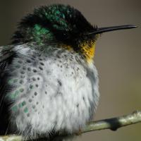 Juan Fernández Firecrown sitting on a branch. 