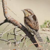 Eurasian Wryneck