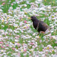 European Starling in a field of flowers