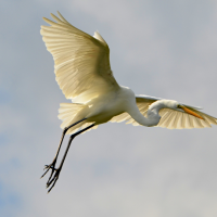 A Great Egret in flight