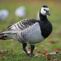 A Barnacle Goose standing in a green field. The bird has a white face and its body is black, white, and gray.