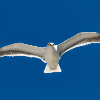 Una gaviota occidental volando contra un cielo azul