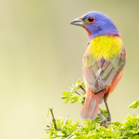 A Painted Bunting perches with head turned to the left