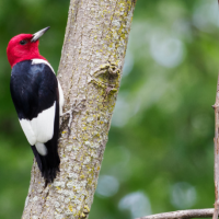 Red-headed woodpecker perches on a tree 