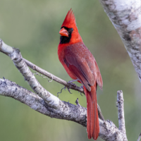 A male Northern Cardinal perches on a grey tree branch. The bird has red feathers, a black face patch, orange bill, and head crest.