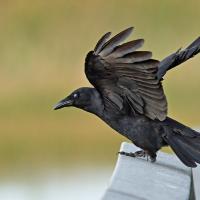 A Fish Crow with its wings raised while it stands on a railing