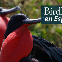 Two Great Frigatebirds looking out to the viewer's right. "BirdNote en Español" appears in the upper right corner.