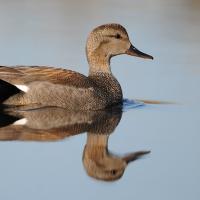 Male Gadwall duck swims across still water