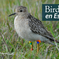 A Buff-breasted Sandpiper with identification bands on its legs stands in a grassy pasture. "BirdNote en Español" appears in the upper right corner. 