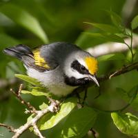 Golden-winged Warbler