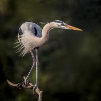 Great Blue Heron perched on branch, its head turned to the left showing long curved neck and sharp beak