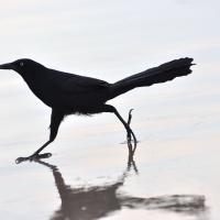 A slender black bird with very long tail strides across wet sand