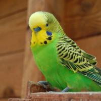 Green Budgie