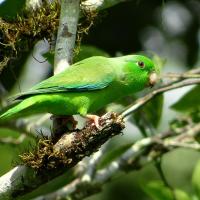 Green-rumped Parrotlet