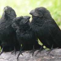 Three Groove-billed Anis perched on tree branch