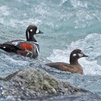 Harlequin duck pair in river