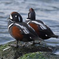 Two male Harlequin ducks stand on seaweed-covered rock while looking out at choppy blue water.