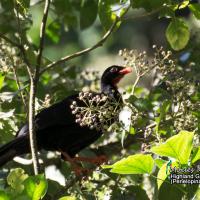 Highland Guan