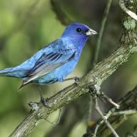 Male Indigo Bunting, a vivid blue bird with black stripes on the wings.