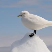 Ivory Gull standing on a small pile of snow, blue sky in the background.