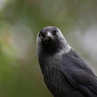 A Jackdaw looking quizzically at the viewer